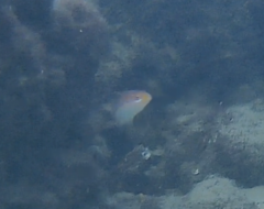 Stethojulis interrupta