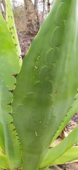 Agave