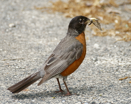 American Robin photographed in Illinois