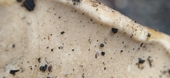 Fungi