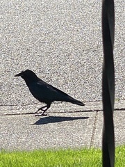 Corvus brachyrhynchos