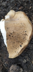 Fungi