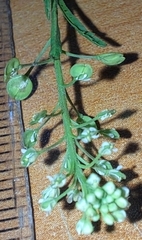 Lepidium apetalum