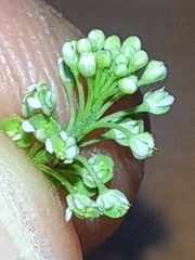 Lepidium apetalum