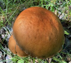 Leccinum