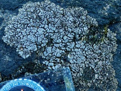 Dermatocarpon intestiniforme