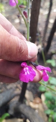 Salvia dichlamys