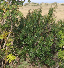 Rhamnus prinoides