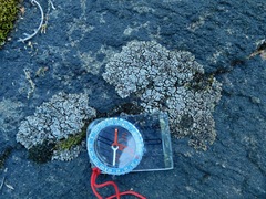 Dermatocarpon intestiniforme