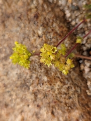 Ivesia campestris
