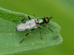Actina viridis