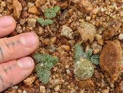 Oreonana clementis