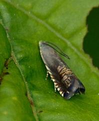 Grapholita angleseana