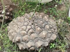 Dioscorea mexicana