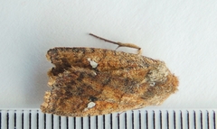 Eupsilia tristigmata