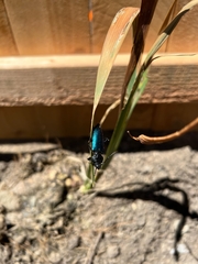 Semanotus amethystinus