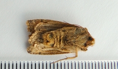 Eupsilia tristigmata