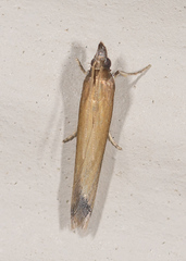 Tampa dimediatella