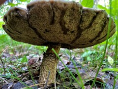 Leccinum