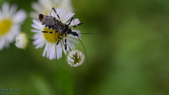 Sphedanolestes impressicollis