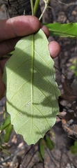 Quercus