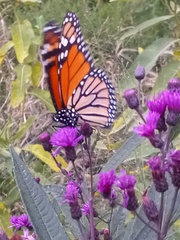 Danaus plexippus