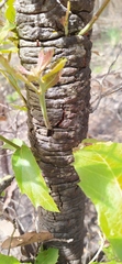 Quercus
