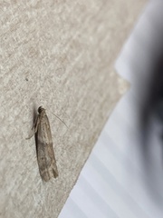 Ephestia elutella