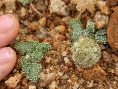 Oreonana clementis