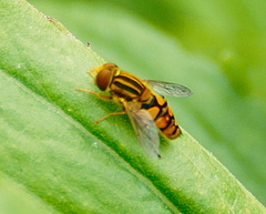 Parhelophilus integer