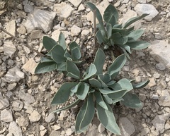 Penstemon versicolor