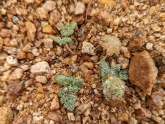 Oreonana clementis