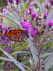 Danaus plexippus