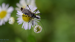Sphedanolestes impressicollis
