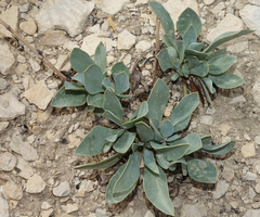 Penstemon versicolor