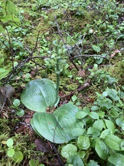 Platanthera orbiculata