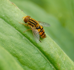 Parhelophilus integer