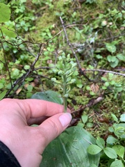 Platanthera orbiculata
