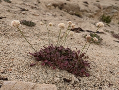 Eriogonum latens
