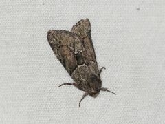 Cryphia fraudatricula