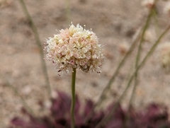 Eriogonum latens