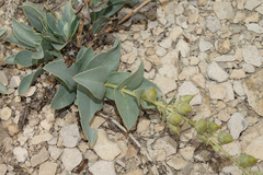 Penstemon versicolor