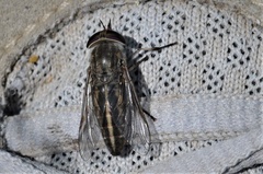 Tabanus lineola