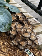Coprinopsis variegata