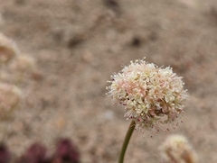 Eriogonum latens