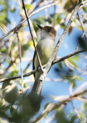 Myiarchus yucatanensis