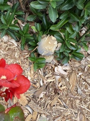 Coprinopsis variegata