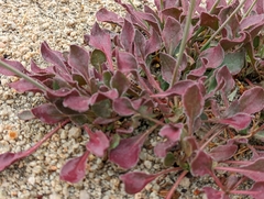 Eriogonum latens
