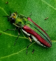 Agrilus rubrovittatus