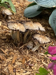 Coprinopsis variegata